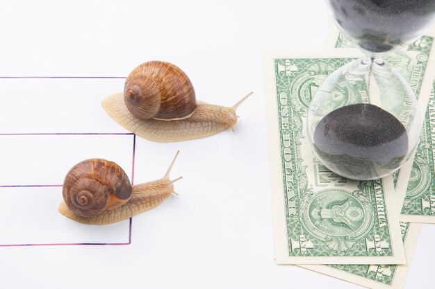 The snail is in a hurry to win in speed for the right to receive money.