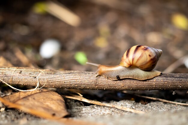 写真 カタツムリは枝の上を移動しています