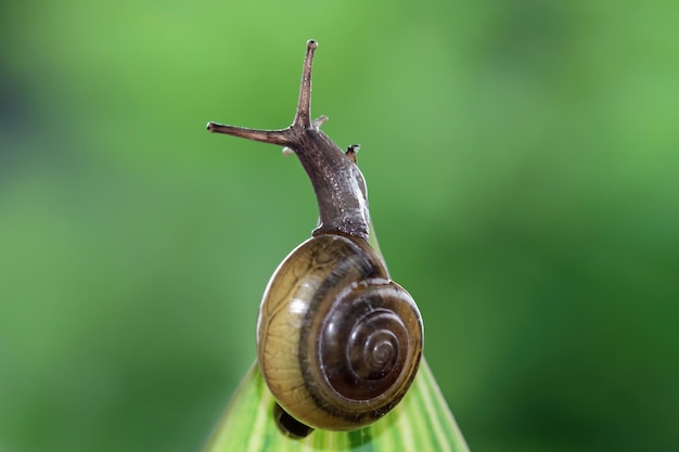 A snail is seen on a leaf in the garden.