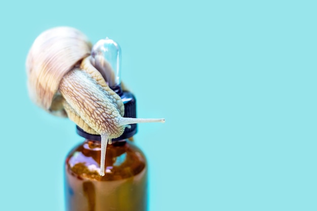 Photo snail is sliding on bottle or white jar with face cream lotion.beauty skin care concept,snail mucin