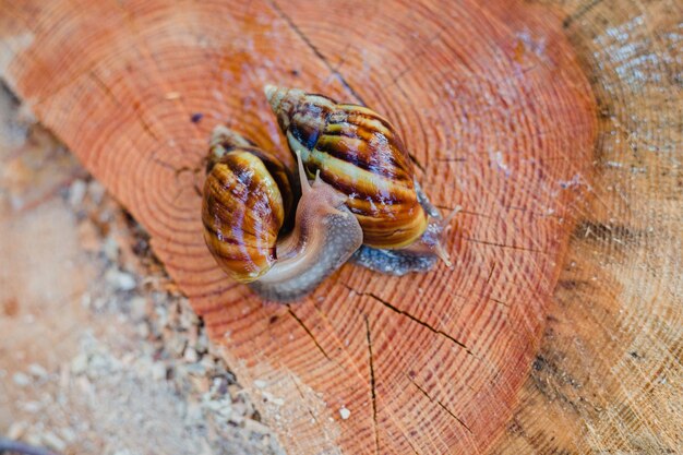 Photo a snail is on a wood with a snake on it.