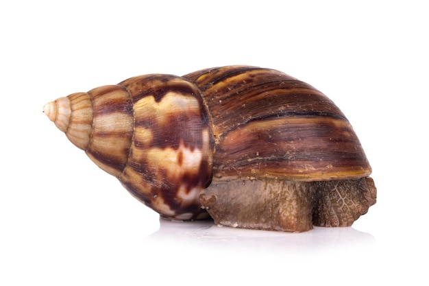 Snail isolated on white background