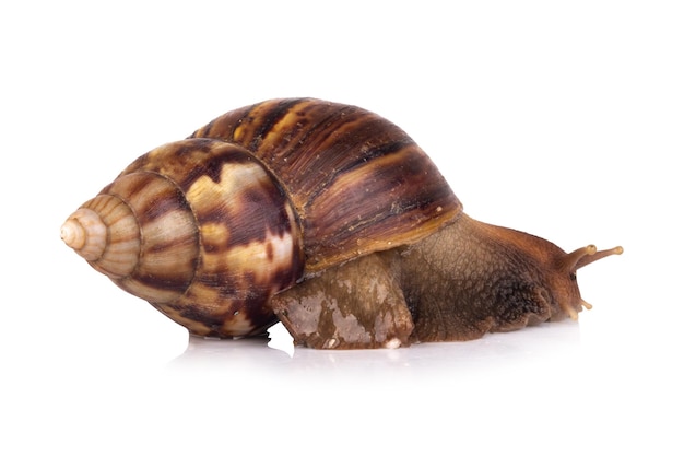 Snail isolated on white background