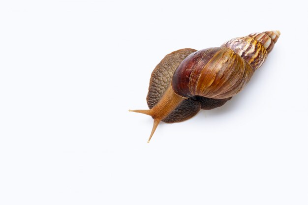 Snail isolated on white 