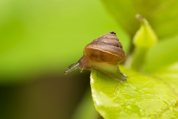 snail on leaf background