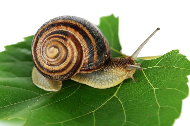 Snail on leaf closeup