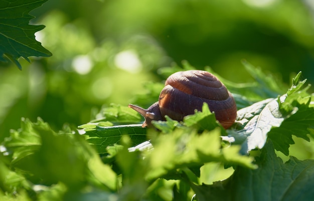 庭の葉の上のカタツムリ