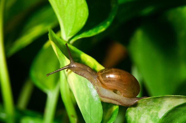 A snail on a leaf is seen in this undated photo