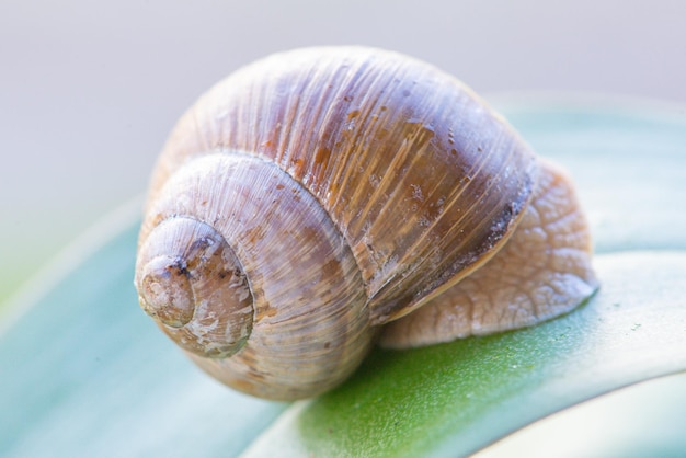 A snail on a leaf that is white and brown