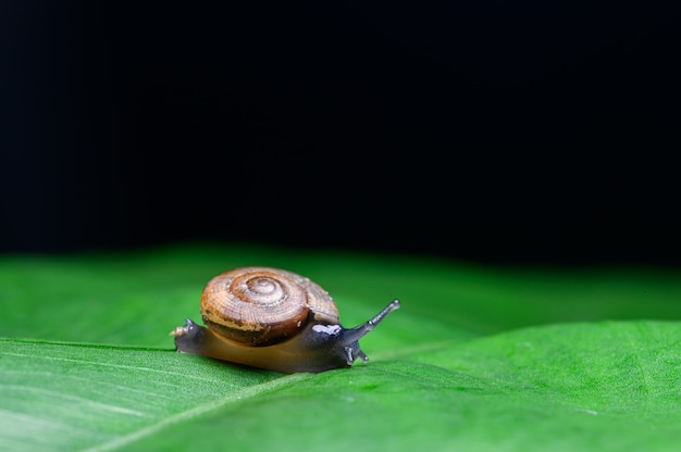 葉の上のカタツムリ