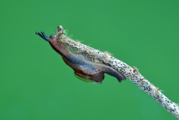 snail on a leaf