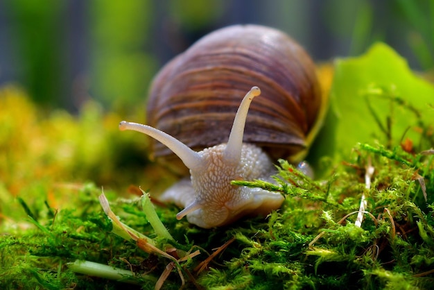 snail on a leaf