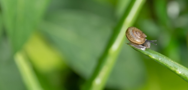 Snail on leaves in Garden