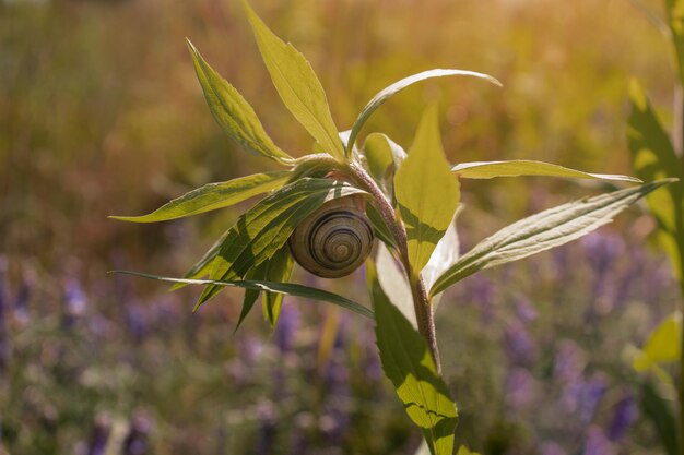 A snail under the leaves of a plant in the rays of the sun Summer background Slective focus