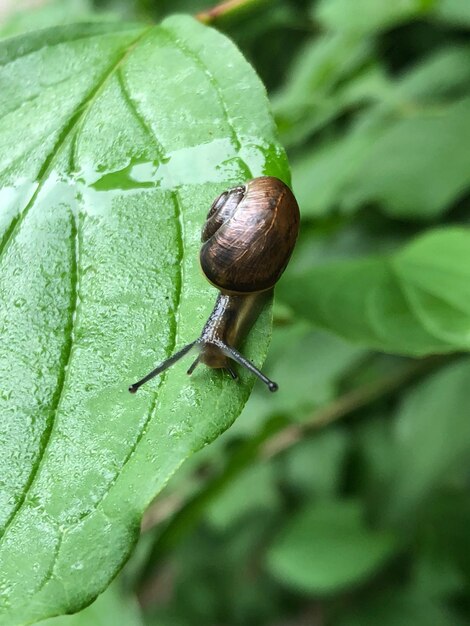 写真 カタツムリの生活