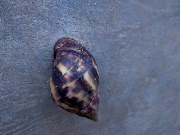 달팽이 또는 Lissachatina fulica는 Achatinidae 부족에 속하는 육지 달팽이입니다.