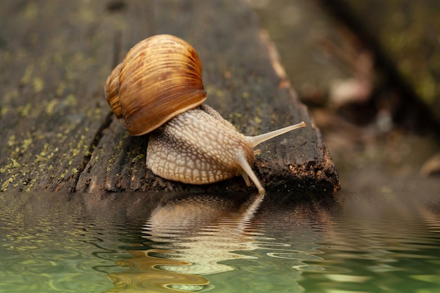 A snail on a log in the rain