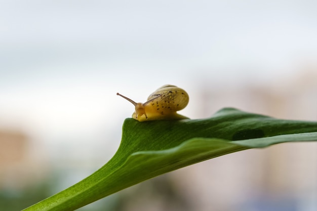 霧のぼやけた背景に植物の葉の上でカメラを見ているカタツムリ