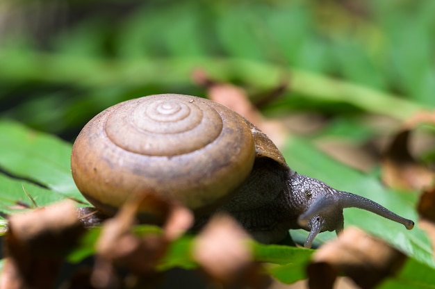 Snail macro on a tree in nature