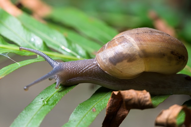 Snail macro on a tree in nature