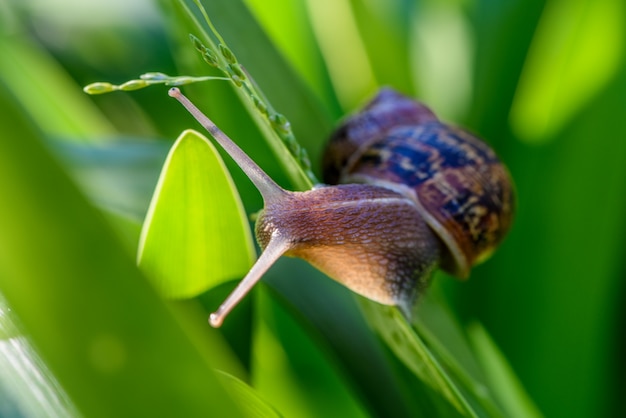 The snail in the morning