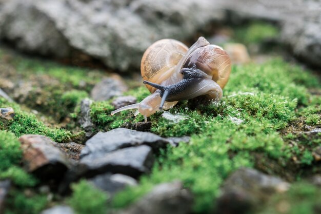 Snail on moss