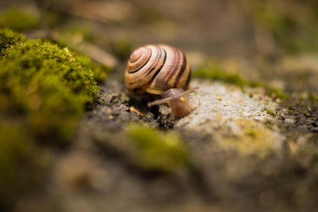 苔むした岩の上のカタツムリ