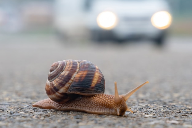 La lumaca si muove lentamente sull'asfalto, animali