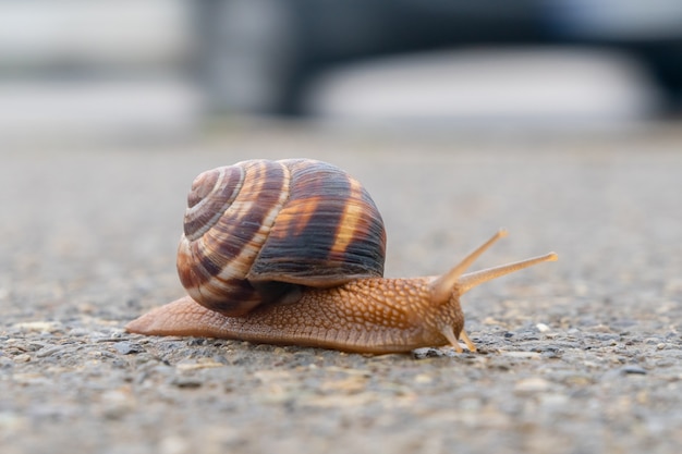 The snail moves slowly on the asphalt