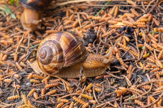 The snail moves on the wet ground