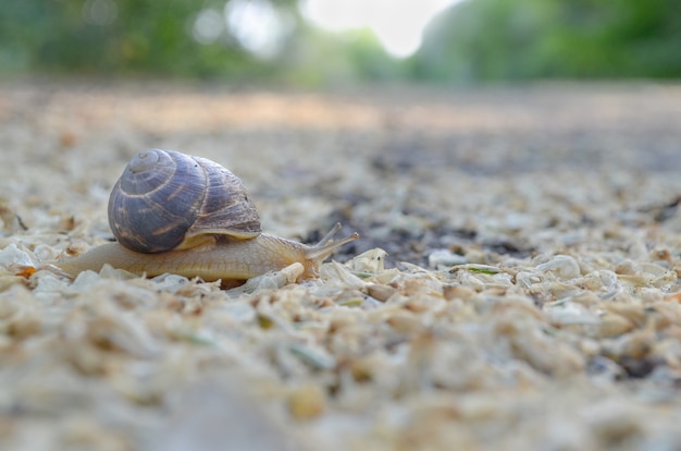 Snail moving on the road