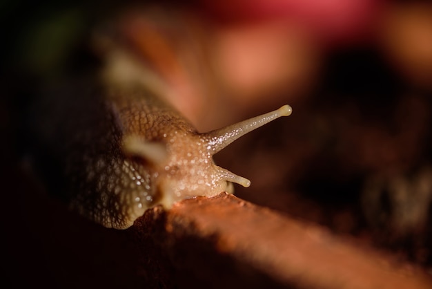 写真 濡れた葉の上を滑るカタツムリミュラー。野菜のマクロレンズを這う茶色の縞模様の殻を持つ大きな白い軟体動物のカタツムリ