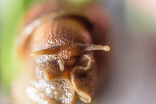 Lumaca muller scivola sulle foglie bagnate. grandi lumache di mollusco bianche con guscio a strisce marroni, che strisciano su lenti macro di verdure