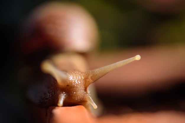 Snail Muller gliding on the wet leaves. Large white mollusk snails with brown striped shell, crawling on vegetables macro lens