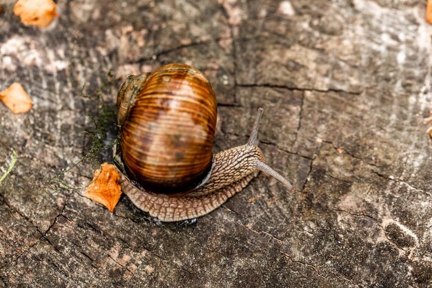 Snail Muller Large white mollusk snails with brown striped shell crawling on an old wooden stump with moss Helix Pomatia space for text