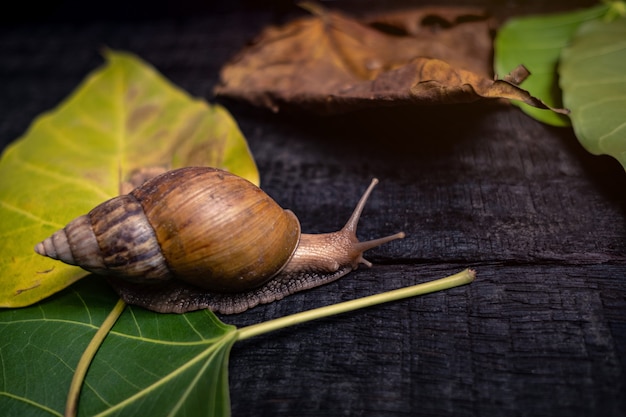 Foto lumaca nella vita naturale.