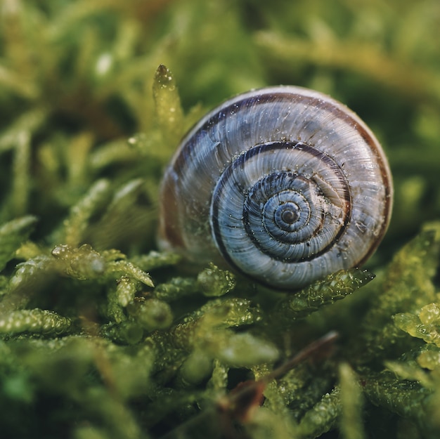 Snail in the nature