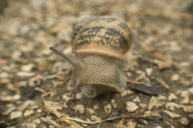 Snail in nautre macro shot 