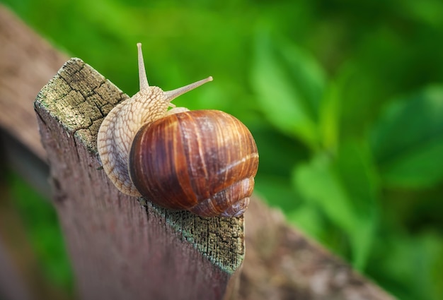 Snail on old Wooden Fence and the green grass. View from above