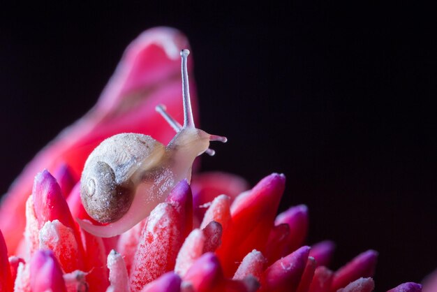 写真 赤い花の上のスナック