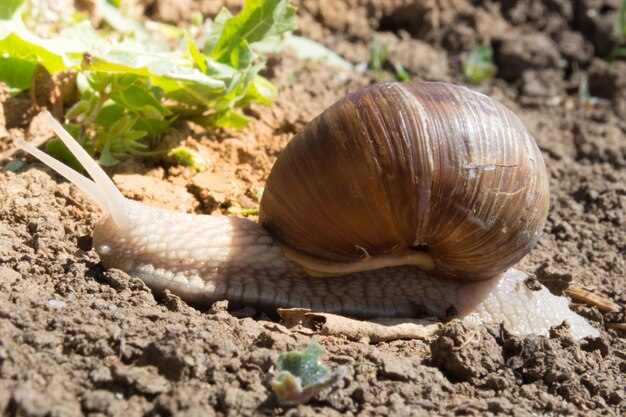 写真 泥の上にあるカタツムリ