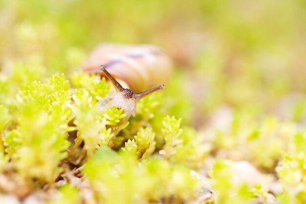 写真 植物の中の野原でカタツムリ