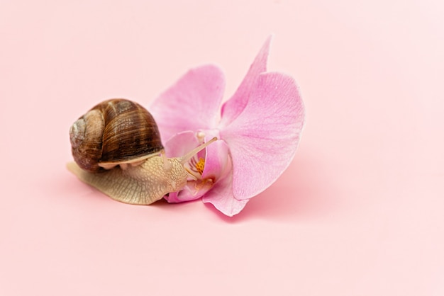 Snail and orchid flower on a pink background. Cosmetics with snail mucin, skin hydration, beauty, spa concept. Soft selective focus.