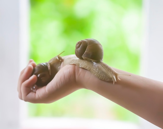 Snail on the palm of a child