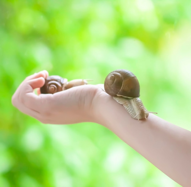 Snail on the palm of a child
