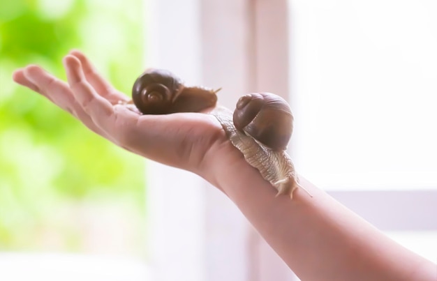 Snail on the palm of a child