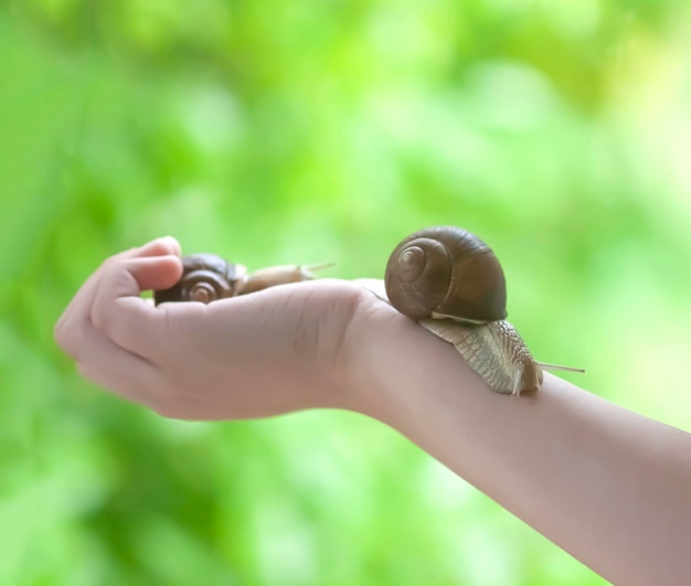 Snail on the palm of a child