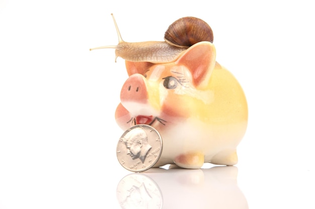 Snail and piggy bank for coins on a white background The concept of slow accumulation of money deposit Financial literacy and business development