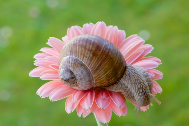 ピンクの花の上のカタツムリ