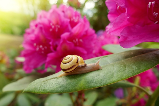 ピンクのツツジの花にカタツムリ。